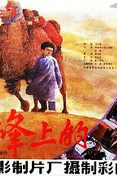 驼峰上的爱